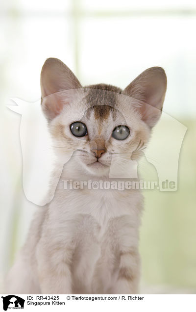 Singapura Kitten / RR-43425