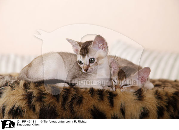Singapura Kitten / RR-43431
