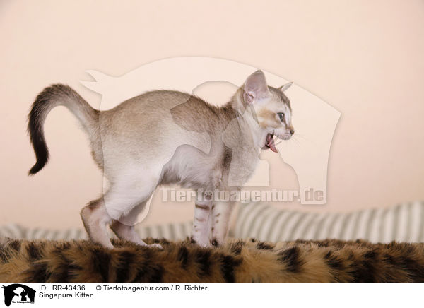 Singapura Ktzchen / Singapura Kitten / RR-43436