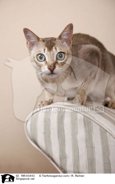 Singapura cat / RR-43443