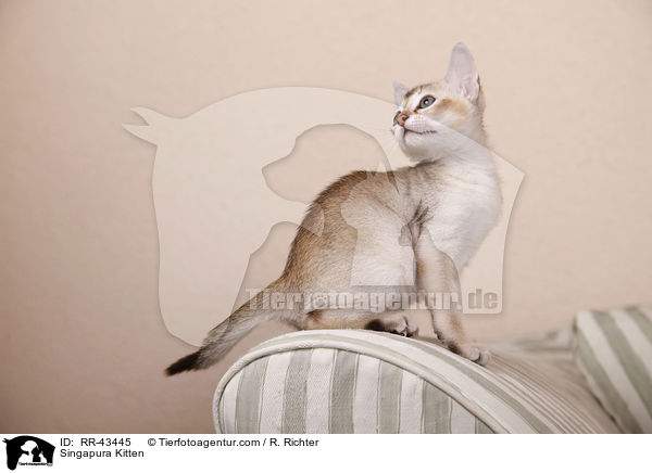 Singapura Kitten / RR-43445