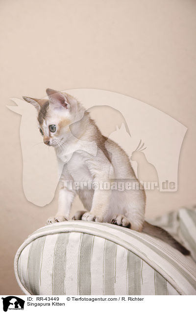Singapura Ktzchen / Singapura Kitten / RR-43449