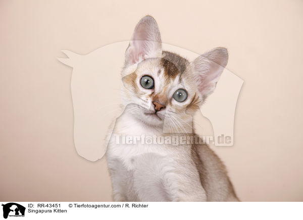 Singapura Ktzchen / Singapura Kitten / RR-43451