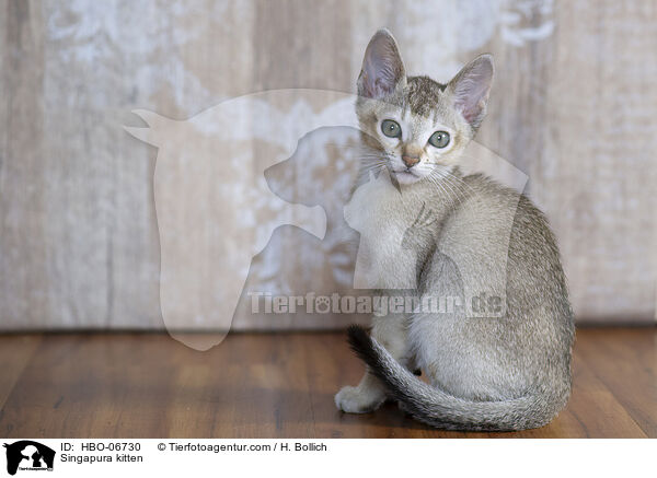Singapura Ktzchen / Singapura kitten / HBO-06730