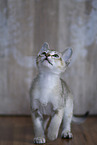 Singapura Kitten