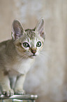 Singapura Kitten