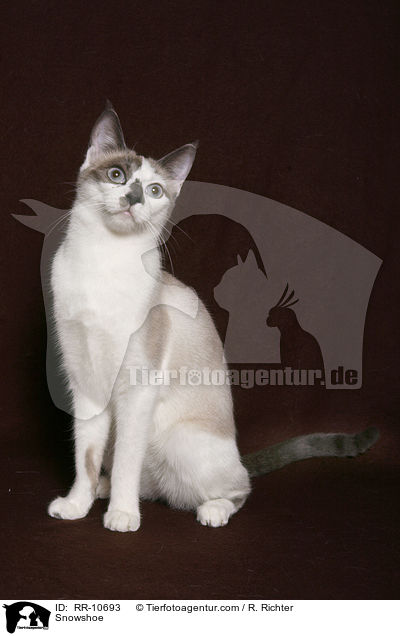 Snowshoe / Snowshoe / RR-10693