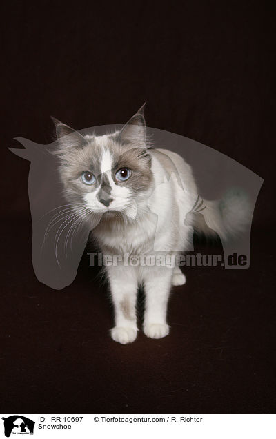 Snowshoe / Snowshoe / RR-10697