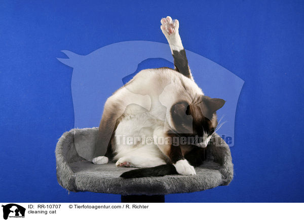 Fellpflege / cleaning cat / RR-10707