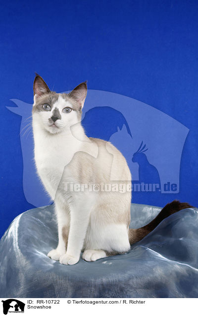 Snowshoe / Snowshoe / RR-10722