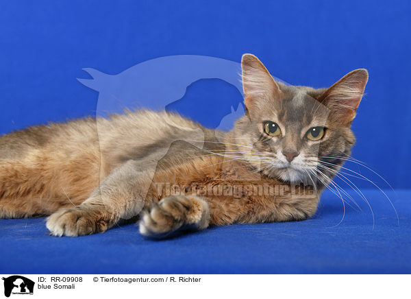 blaue Somali / blue Somali / RR-09908