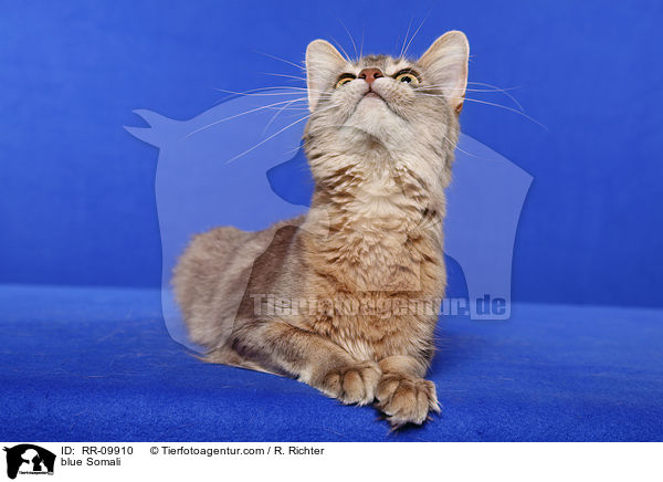 blaue Somali / blue Somali / RR-09910