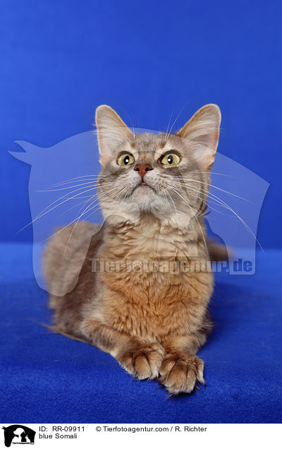 blaue Somali / blue Somali / RR-09911