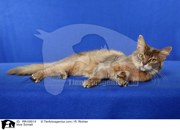 blaue Somali / blue Somali / RR-09914