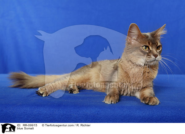 blaue Somali / blue Somali / RR-09915