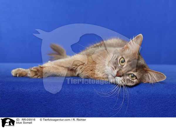 blaue Somali / blue Somali / RR-09916