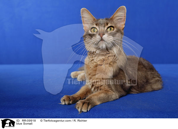 blaue Somali / blue Somali / RR-09918