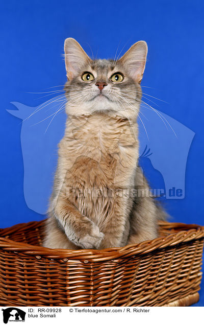 blaue Somali / blue Somali / RR-09928