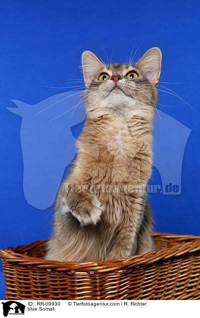 blaue Somali / blue Somali / RR-09930