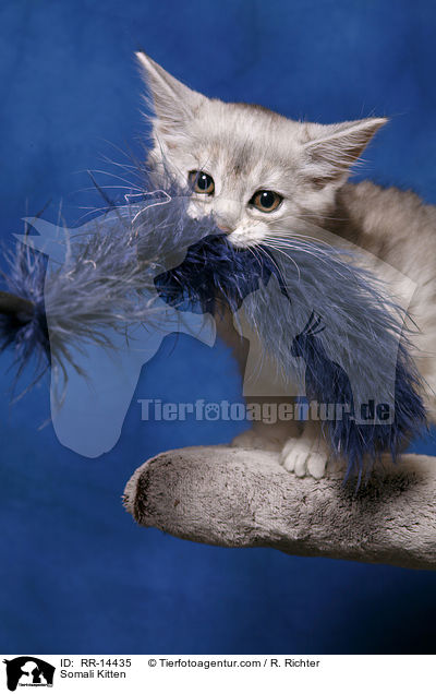 Somali Kitten / RR-14435