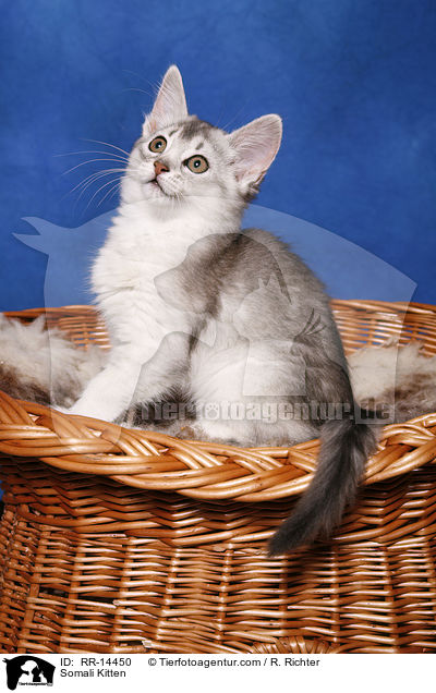 Somali Kitten / RR-14450