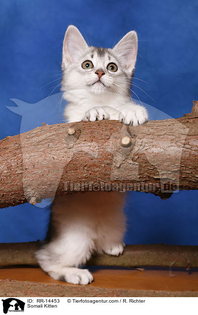 Somali Kitten / RR-14453