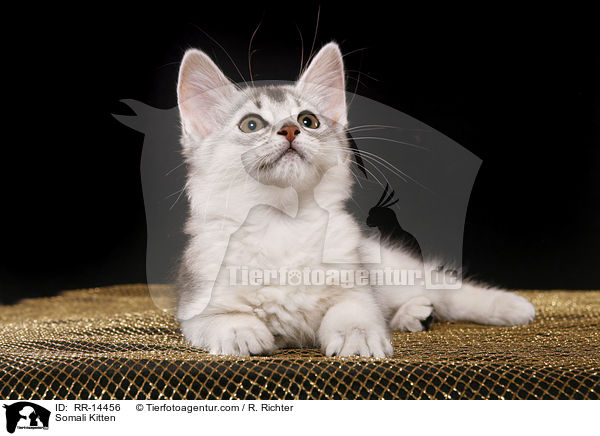 Somali Kitten / RR-14456