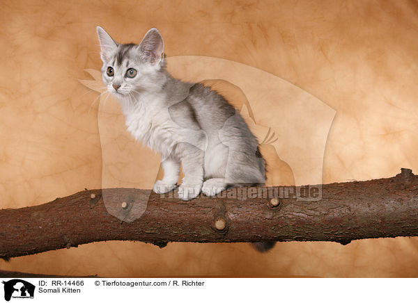 Somali Ktzchen / Somali Kitten / RR-14466