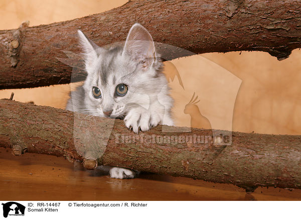 Somali Kitten / RR-14467