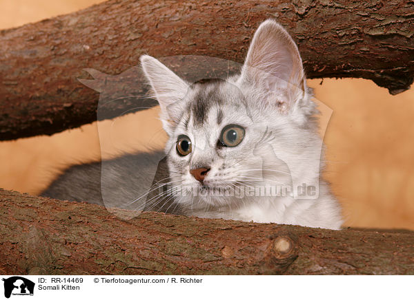 Somali Kitten / RR-14469