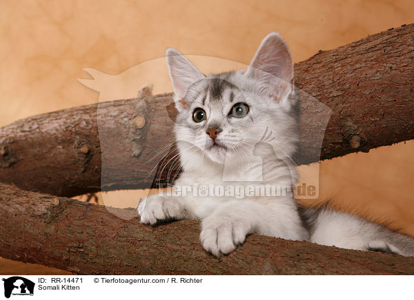Somali Kitten / RR-14471