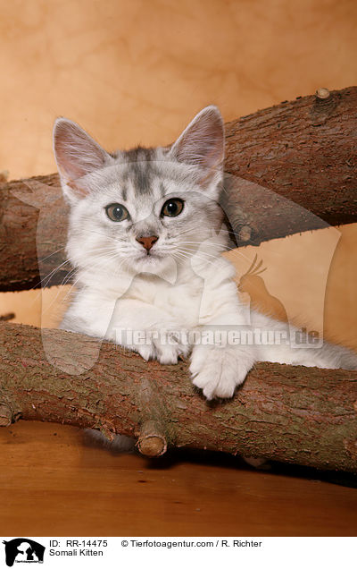Somali Kitten / RR-14475