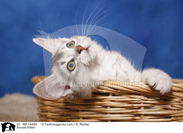 Somali Kitten / RR-14489