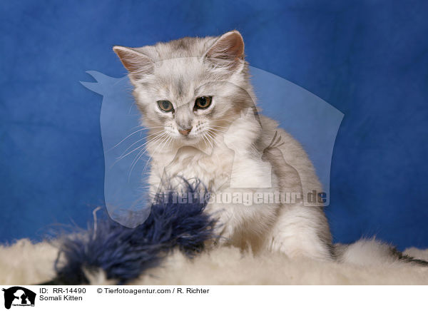Somali Kitten / RR-14490