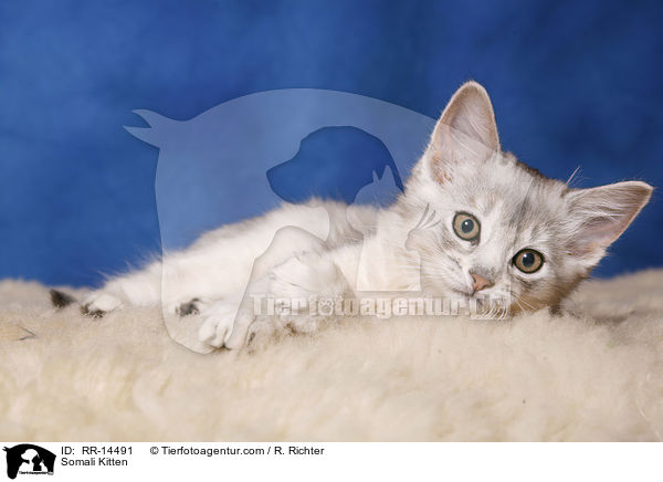 Somali Kitten / RR-14491