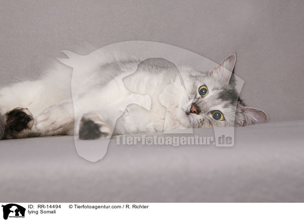 liegende Somali / lying Somali / RR-14494