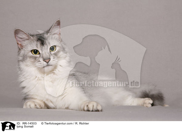 liegende Somali / lying Somali / RR-14503