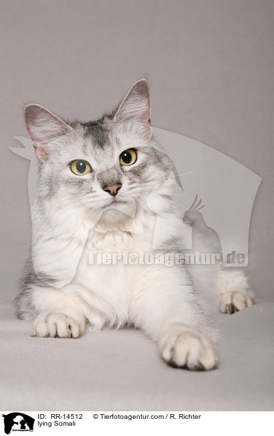 liegende Somali / lying Somali / RR-14512