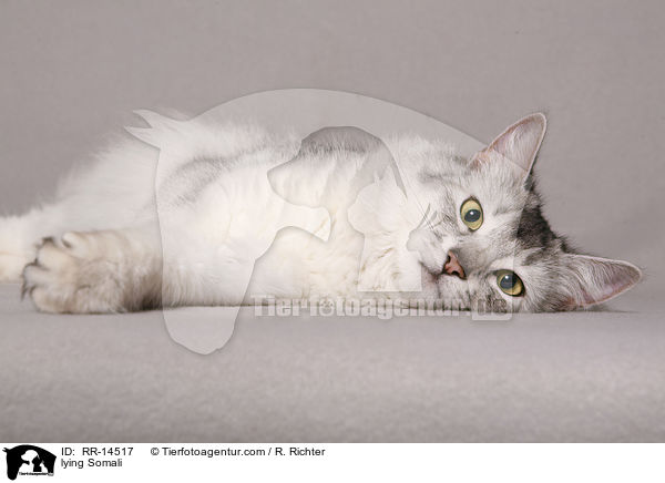 liegende Somali / lying Somali / RR-14517