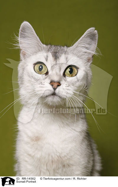 Somali Portrait / RR-14562