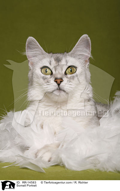 Somali Portrait / Somali Portrait / RR-14583