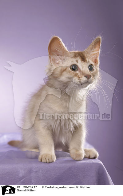 Somali Ktzchen / Somali Kitten / RR-26717