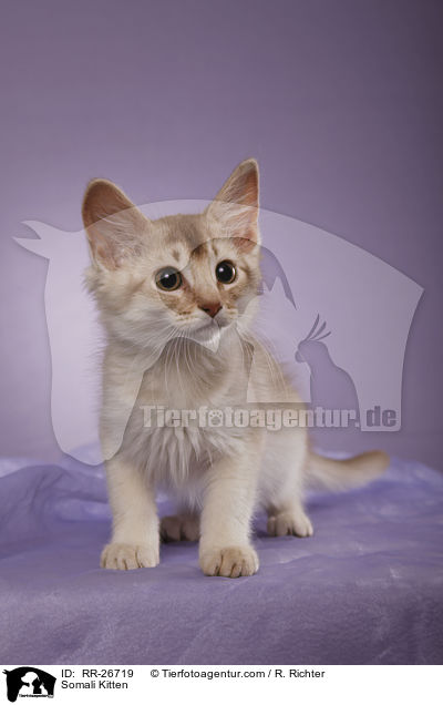 Somali Ktzchen / Somali Kitten / RR-26719