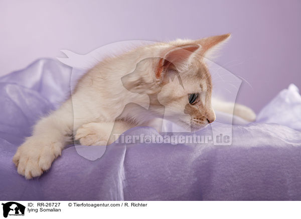 liegende Somali / lying Somalian / RR-26727