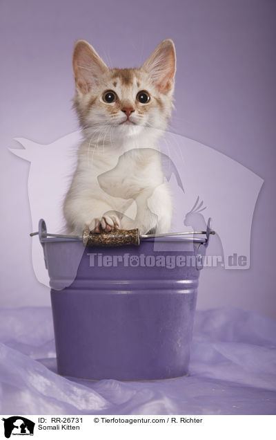 Somali Ktzchen / Somali Kitten / RR-26731