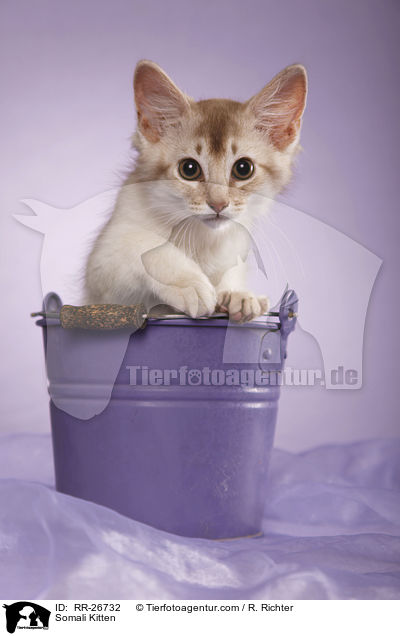 Somali Ktzchen / Somali Kitten / RR-26732