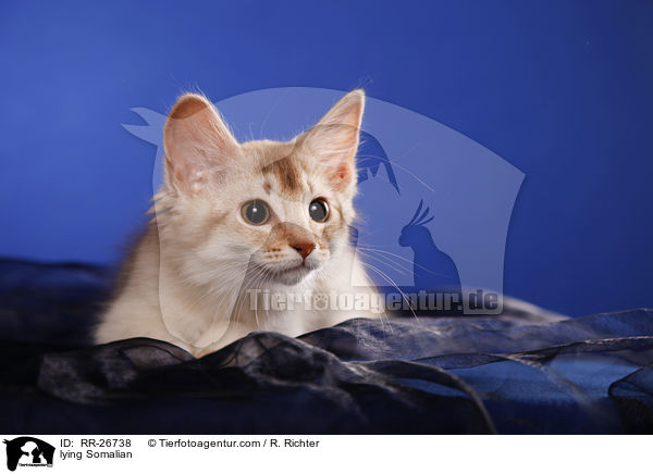 liegende Somali / lying Somalian / RR-26738