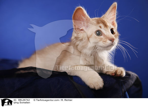 liegende Somali / lying Somalian / RR-26742