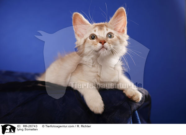 liegende Somali / lying Somalian / RR-26743