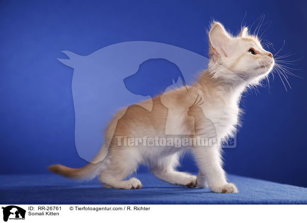 Somali Ktzchen / Somali Kitten / RR-26761